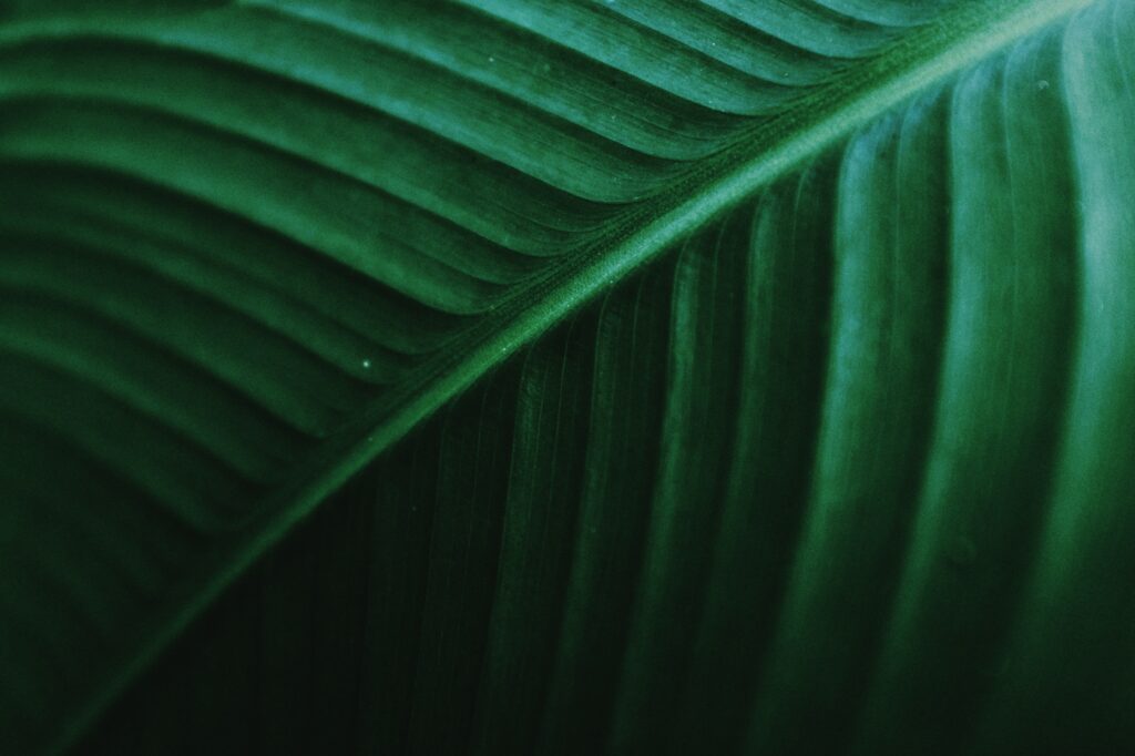 Intricate Green Leaf Macro: Nature's Beauty in Vibrant Detail Wallpaper