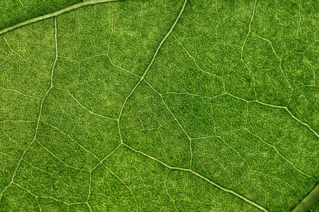 Intricate Green Leaf Macro: Vibrant Texture Wallpaper Background