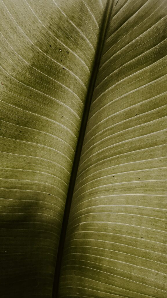 Intricate Green Leaf Macro: Nature’s Texture & Veins Wallpaper