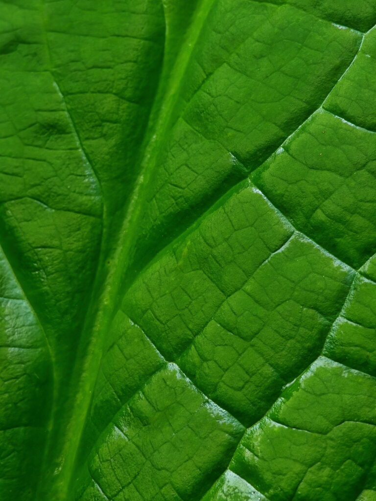 Vibrant Green Leaf Macro: Textured Veins Wallpaper Background