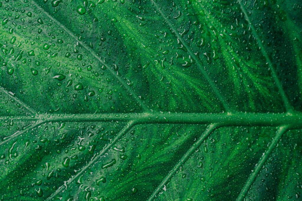 Macro Shot of Vibrant Green Leaf with Water Drops - Wallpaper Background