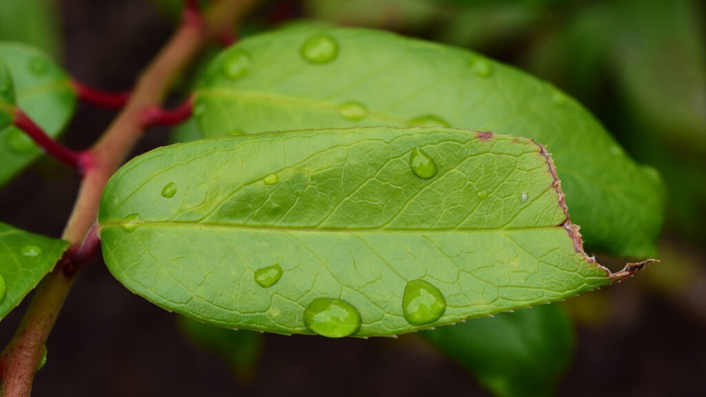 Macro Shot of Vibrant Green Leaf with Water Droplets - Wallpaper