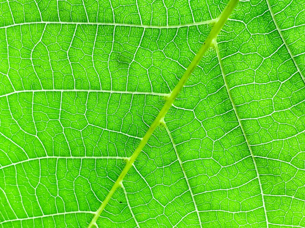 Macro Shot of Vibrant Green Leaf - Intricate Veins Wallpaper