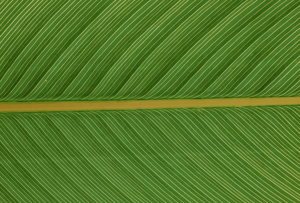 Vibrant Green Leaf Macro: Stunning Vein Patterns for Wallpaper