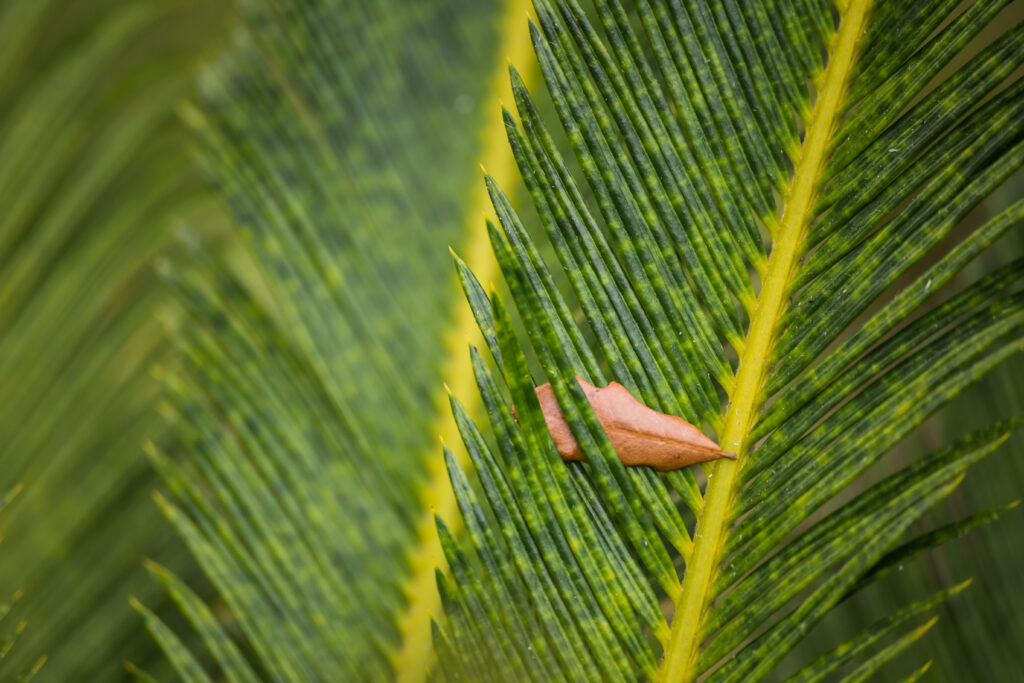 Vibrant Green Leaf Macro Texture with Dry Leaf - Nature Wallpaper Background