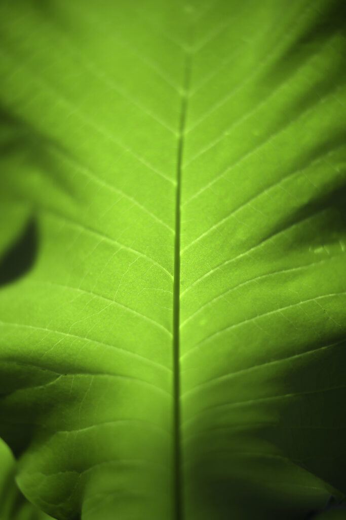 Vibrant Green Leaf Macro: Detailed Texture in Soft Natural Light Wallpaper