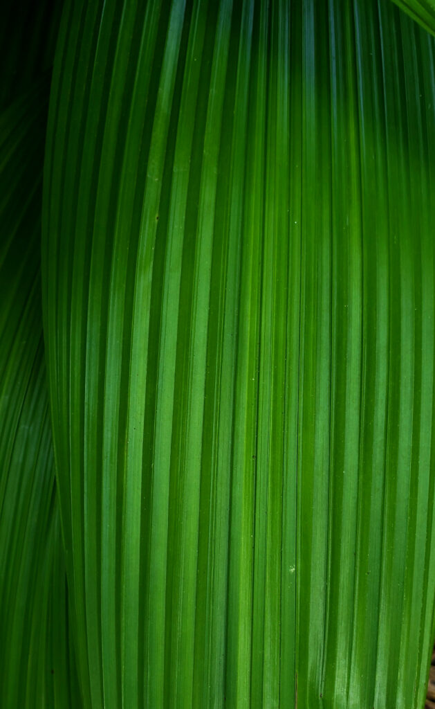 Vibrant Green Leaf Macro: Textured Stripes & Patterns Wallpaper