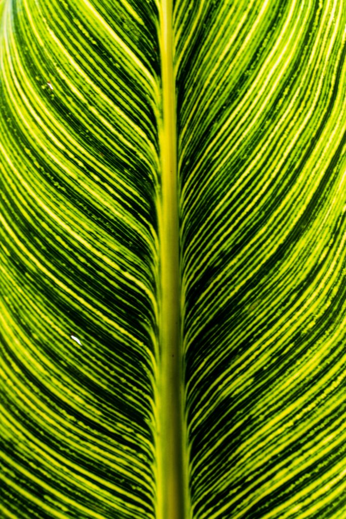 Vibrant Green Leaf Macro: Intricate Stripes & Central Vein Wallpaper