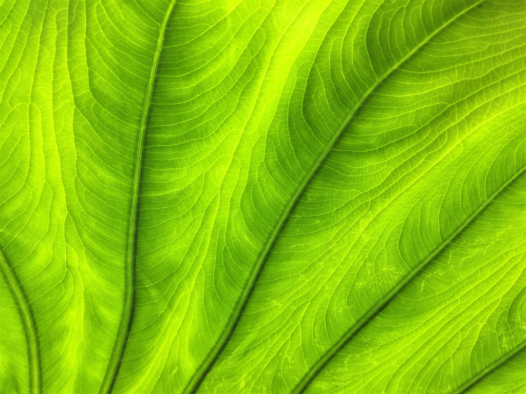 Vibrant Green Leaf Macro Wallpaper: Nature's Intricate Textures