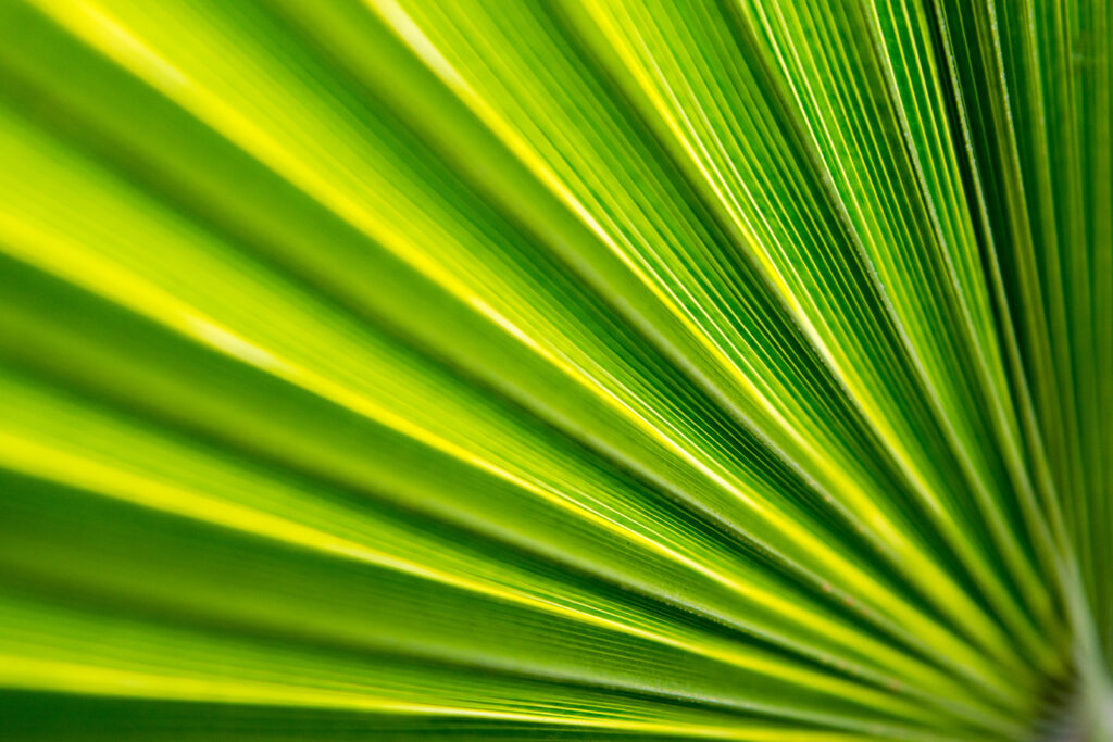 Vibrant Green Leaf Macro: Intricate Folds & Textures Wallpaper