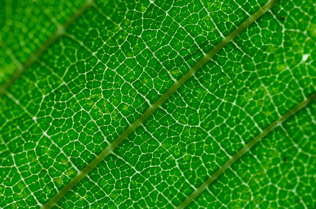 Vibrant Green Leaf Macro Wallpaper: Intricate Vein Patterns