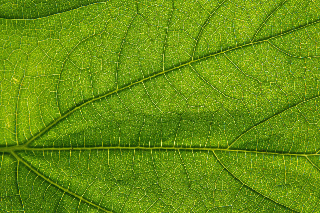 Intricate Green Leaf Macro: Nature's Beauty for Wallpaper Background