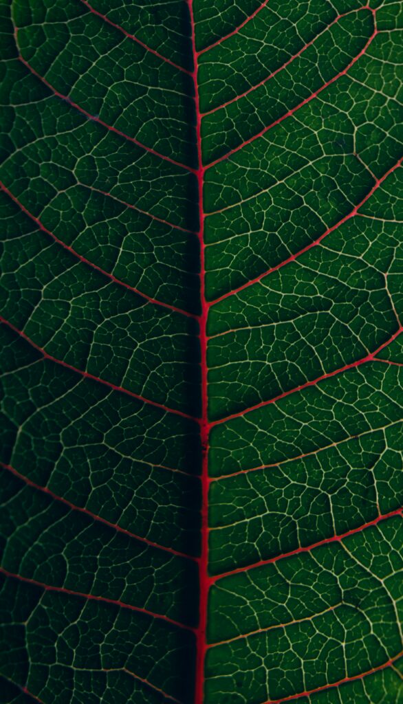 Vibrant Green Leaf Macro Wallpaper: Intricate Veins & Bold Red Midrib