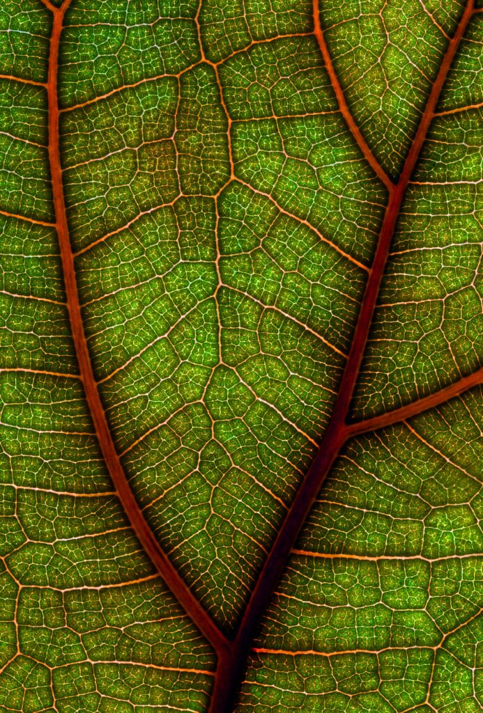 Intricate Green Leaf Macro: Stunning Plant Life Wallpaper Background