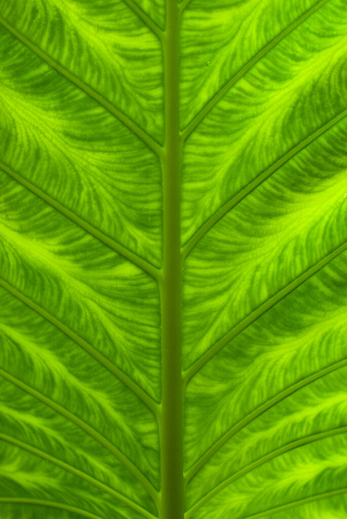 Close-Up of Vibrant Green Leaf: Intricate Veins Wallpaper Background