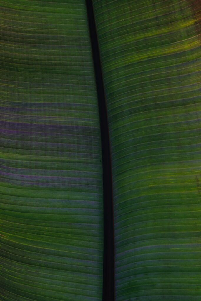 Vibrant Green Leaf Macro Wallpaper: Intricate Veins & Stripes