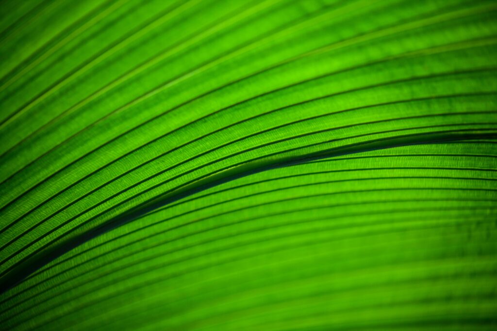 Vibrant Green Leaf Macro Wallpaper: Intricate Veins & Texture