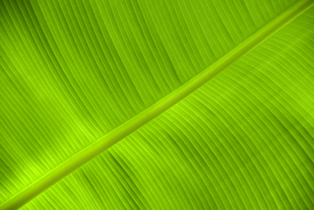 Vibrant Green Leaf Macro Wallpaper | Intricate Veins & Texture