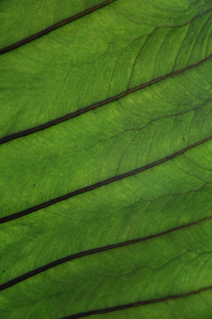 Vibrant Green Leaf Macro Wallpaper Background - Intricate Textures