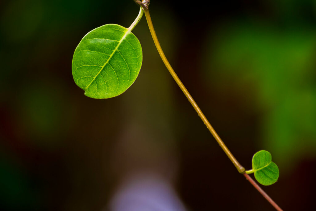 Vibrant Green Leaf Macro: Nature’s Textures in Wallpaper Background