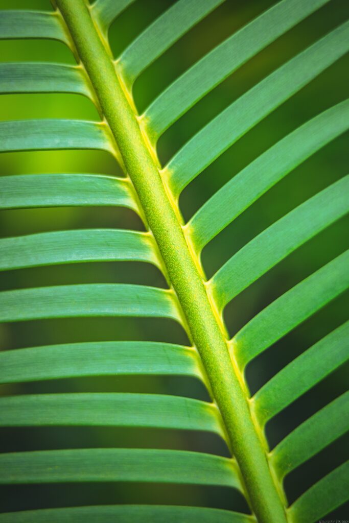 Close-Up Macro Shot of Vibrant Green Leaf - Striped Wallpaper Background