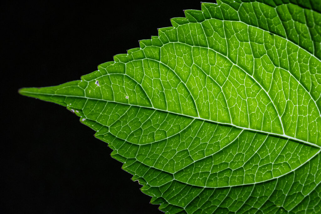 Vibrant Green Leaf Macro Wallpaper with Intricate Veins on Black