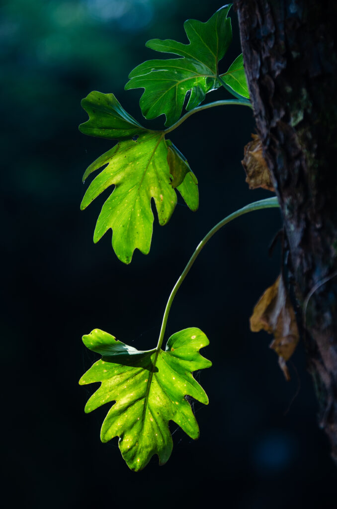 Vibrant Green Leaves Close-Up Wallpaper with Soft Shadows and Depth