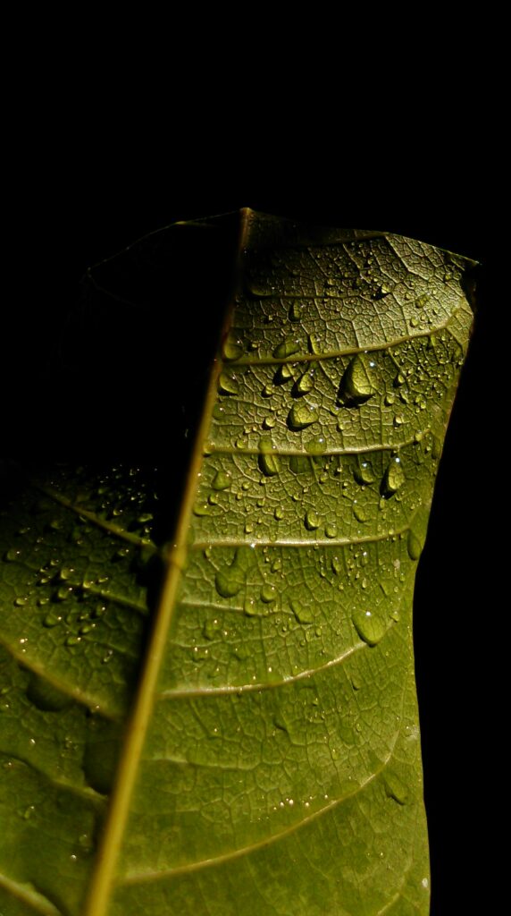 Macro Image of Vibrant Green Leaf with Dew - Fresh Nature Wallpaper