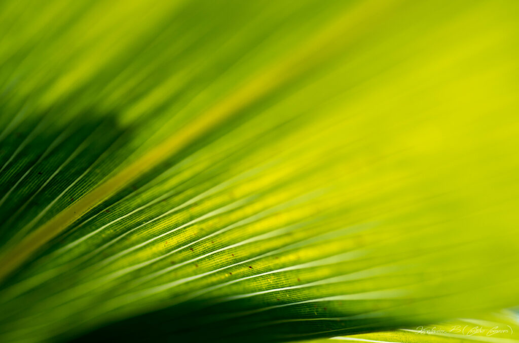 Vibrant Green Leaf Macro Wallpaper with Yellow Highlights