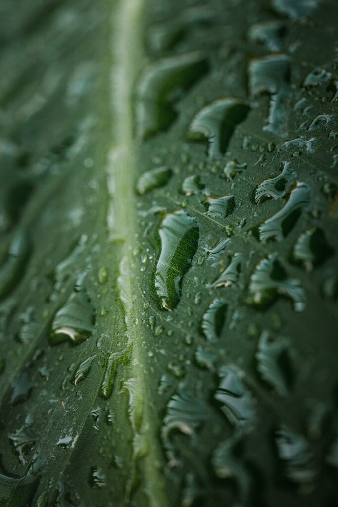 Stunning Green Leaf with Water Droplets - Macro Wallpaper Background