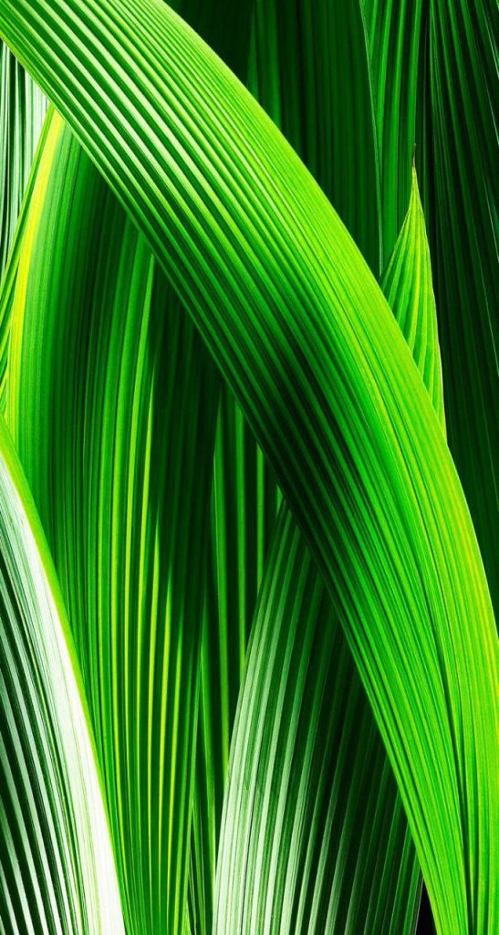 Vibrant high-definition iPhone wallpaper with macro green leaves abstract symmetrical botanical pattern
