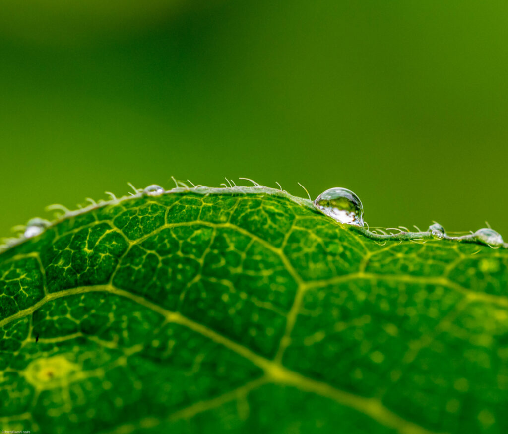 Vibrant Green Leaf Macro: Intricate Veins & Water Droplets Wallpaper