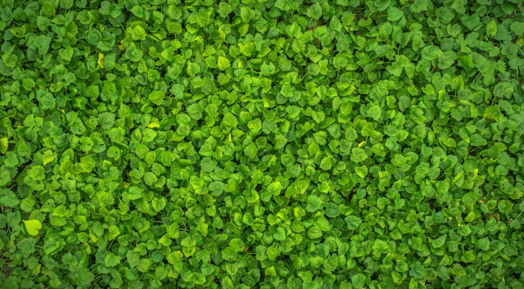 Lush green leaves wallpaper vibrant fresh foliage nature background bright plant texture