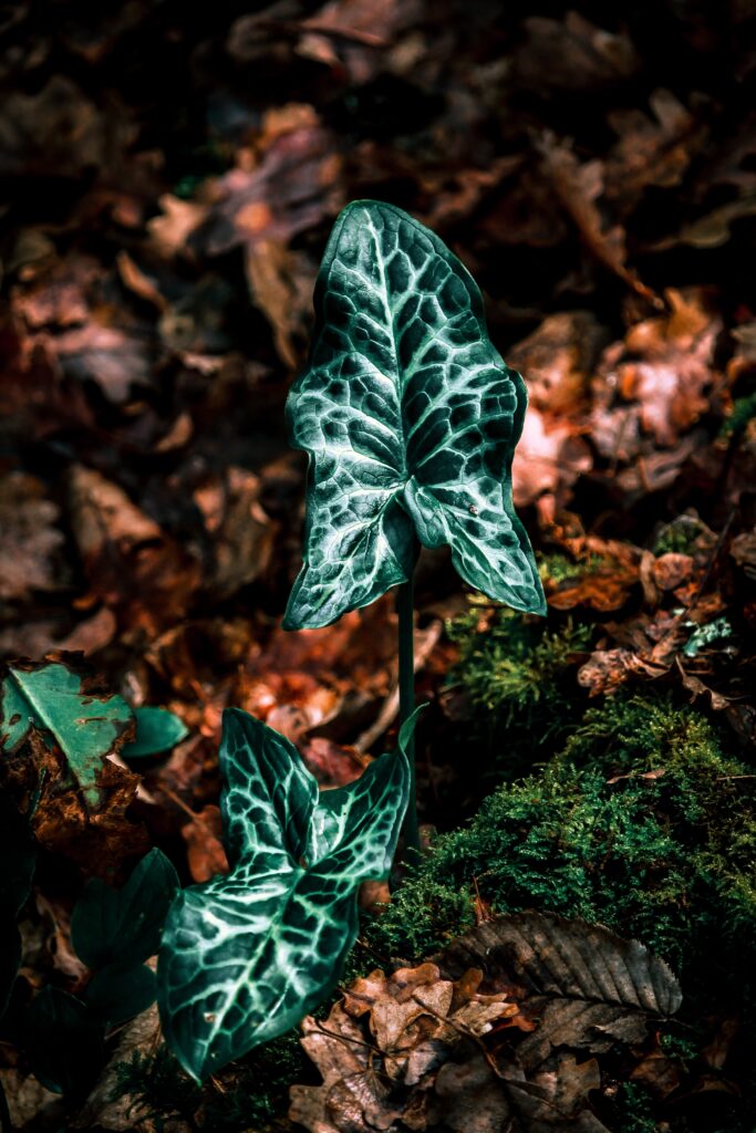 Vibrant Green Leaf Wallpaper Amidst Autumn Leaves & Moss Background