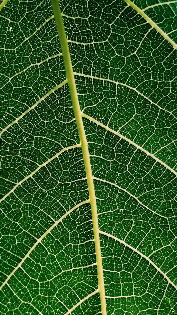 Vibrant Green Leaf Macro Wallpaper: Intricate Veins & Textures