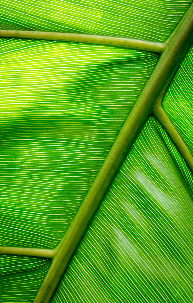 Vibrant Green Leaf Macro: Intricate Stripes & Textures Wallpaper