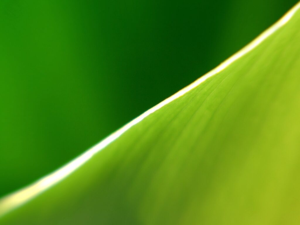Vibrant Green Leaf Close-Up Wallpaper: Soft Lighting & Curved Texture