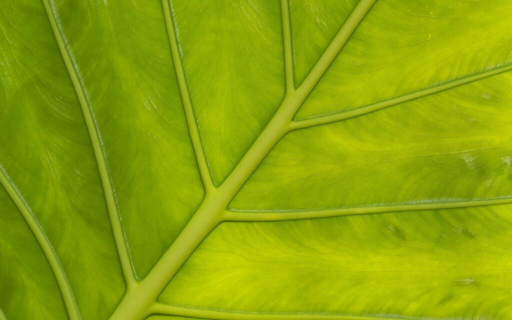 Vibrant Green Leaf Wallpaper: Close-Up of Nature's Patterns