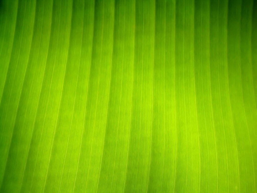 Vibrant Green Leaf Wallpaper: Textured Background with Vertical Stripes