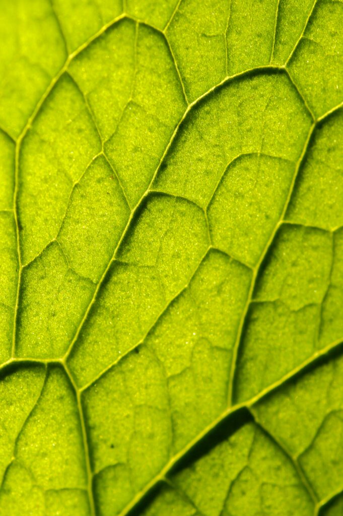 Vibrant Leaf Veins Wallpaper: Macro Green Patterns & Textures
