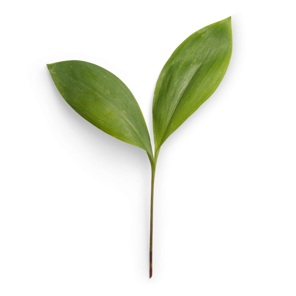 Vibrant Green Leaf Wallpaper: Fresh Minimalist Nature Background