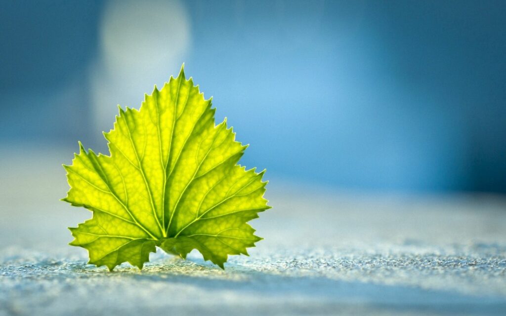 Vibrant Green Leaf Wallpaper: Intricate Veins on Soft Blue Background