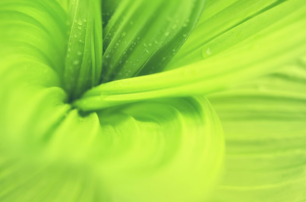 Vivid Green Leaf Wallpaper: Intricate Curves & Dewdrops Background