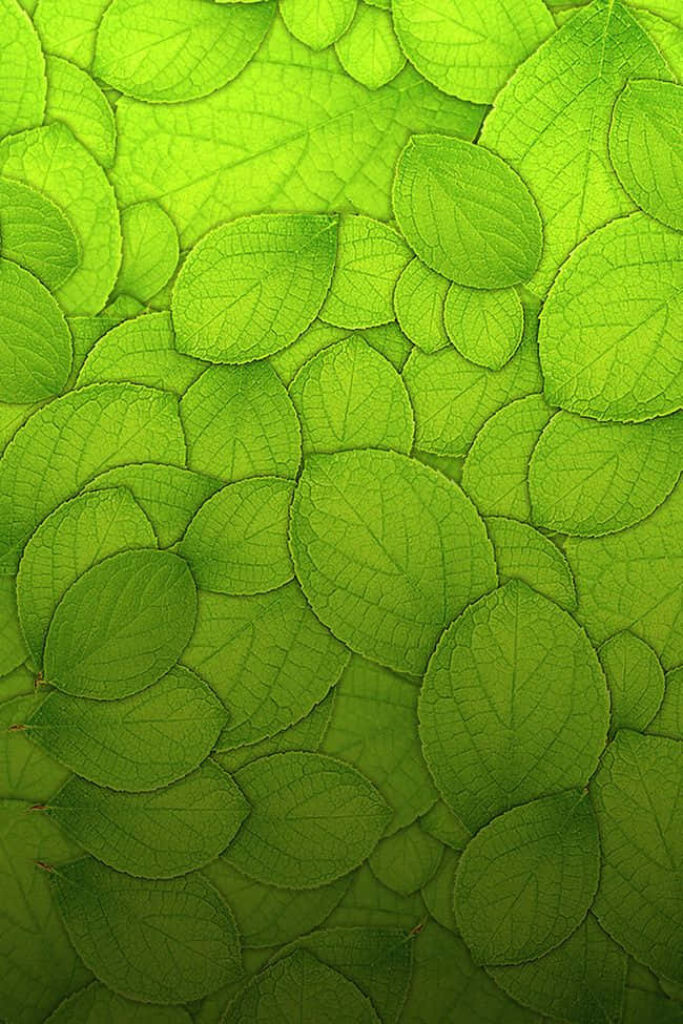 Vibrant Green Leaf Wallpaper: Intricate Texture for Natural Aesthetic
