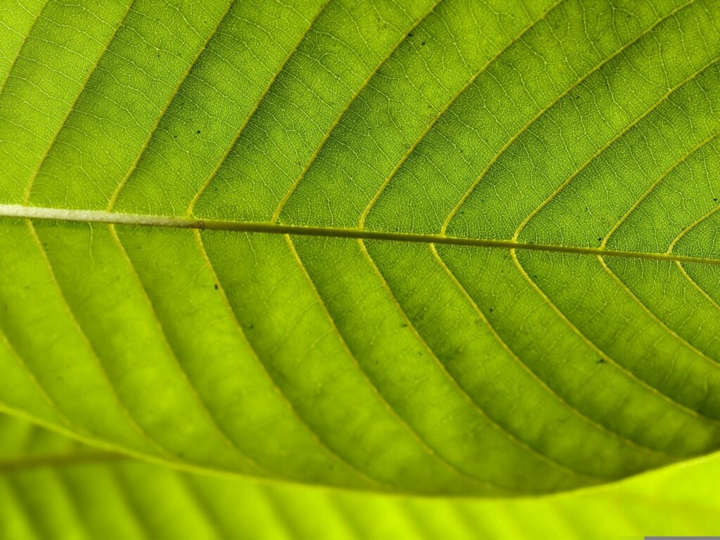 Vibrant Green Leaf Wallpaper: Intricate Patterns & Natural Texture
