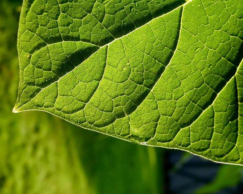 Vibrant Green Leaf Close-Up: Intricate Veins & Natural Texture Wallpaper