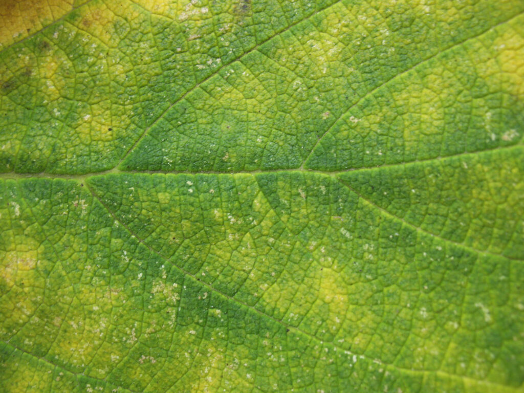 Vibrant Green Leaf Close-Up: Intricate Veins & Rich Texture Wallpaper