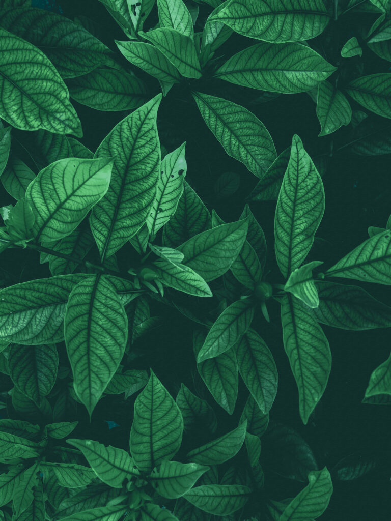 Vibrant Green Leaves Close-Up Wallpaper Background - Nature Aesthetic