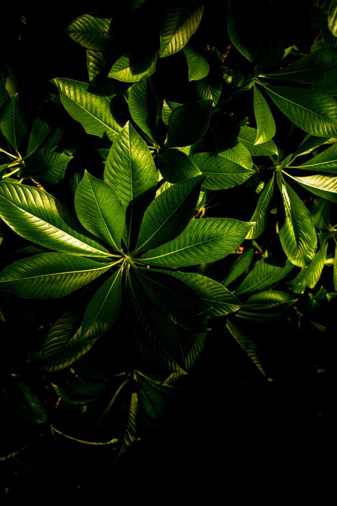 Vibrant Green Leaf Wallpaper: Glossy Texture & Intricate Veins
