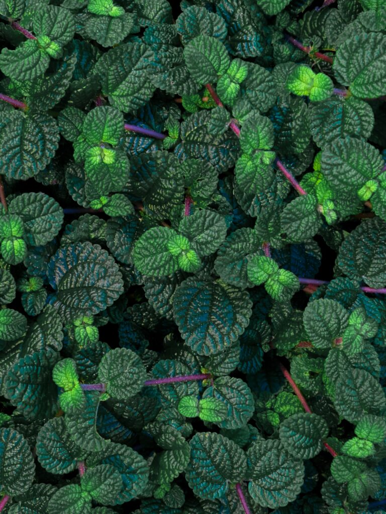 Vibrant Green Leaf Wallpaper: Glossy Texture for Fresh Atmosphere